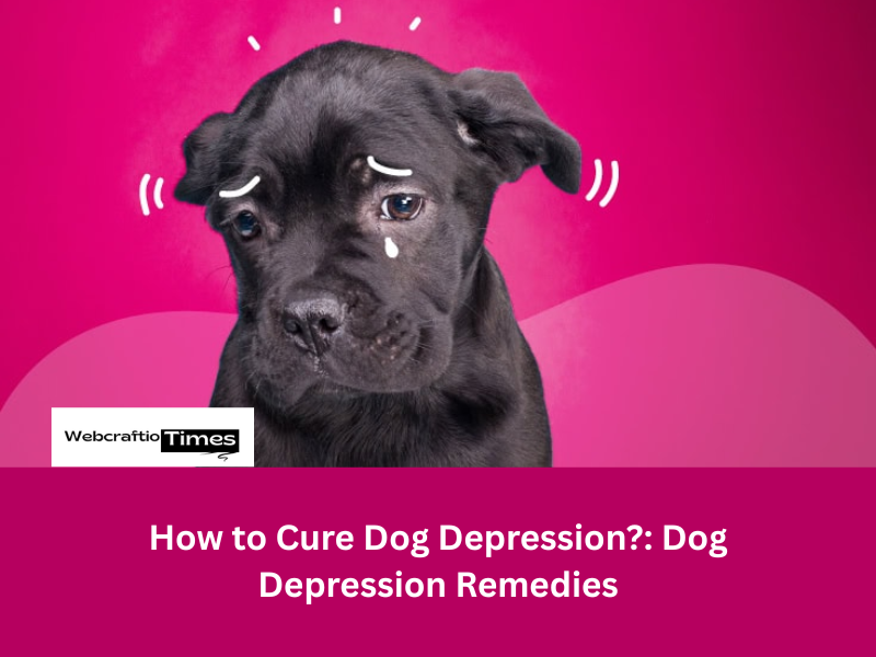 How to Cure Dog Depression: Dog Depression Remedies. Featured Image