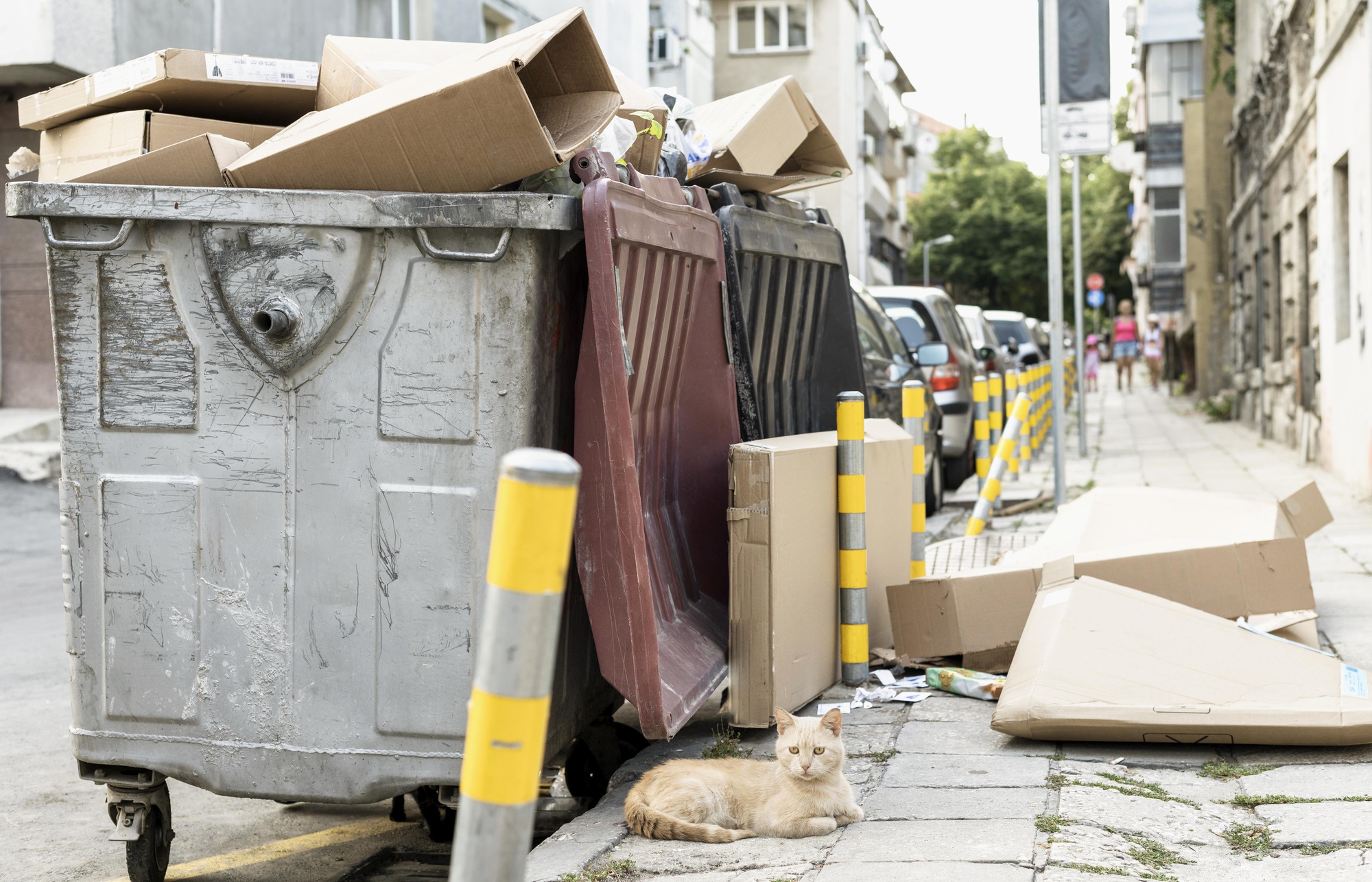 The Ultimate Guide to Hassle-Free Pet Waste Management