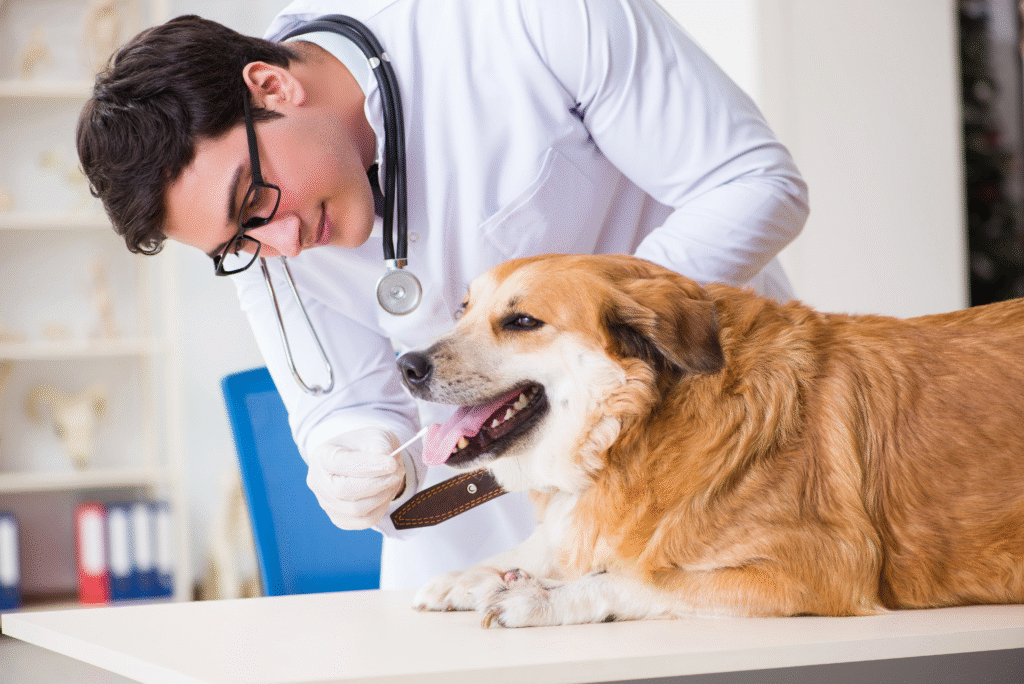 Veterinarian checking a depressed dog